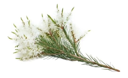 Keramiin sisaldab teepuu eeterlikku õli